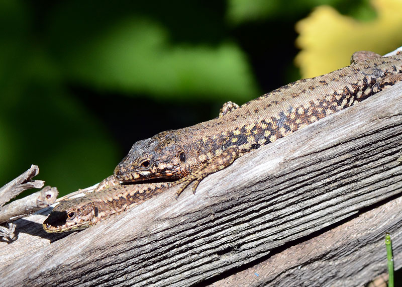 Interazione tra lucertole Podarcis muralis